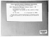 Coleosporium tussilaginis image